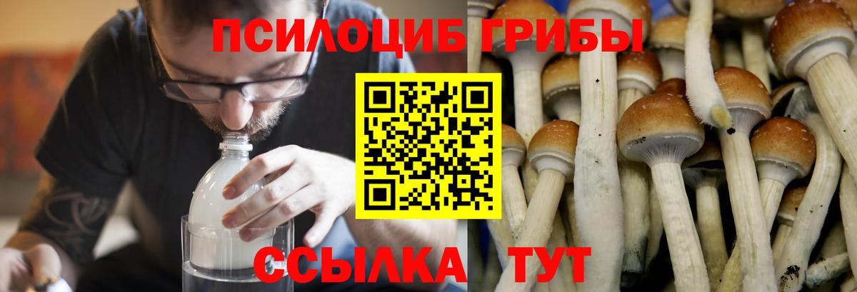 Галлюциногенные грибы прущие грибы  Вход с VPN  Баксан  Галлюциногенные грибы прущие грибы 